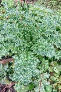 <i>Silybum marianum</i>