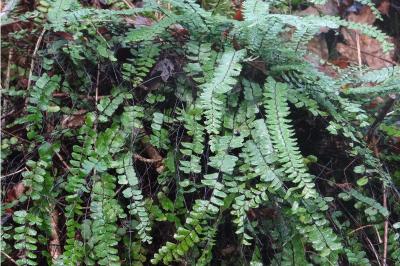 <i>Asplenium trichomanes</i>