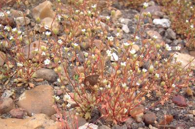<i>Saxifraga tridactylites</i>