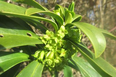 <i>Daphne laureola</i>