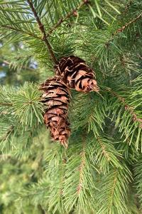 <i>Pseudotsuga menziesii</i>