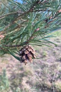 <i>Pinus sylvestris</i>