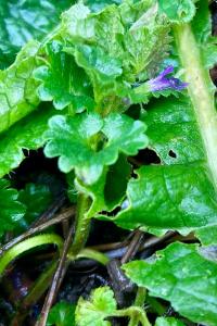 <i>Glechoma hederacea</i>