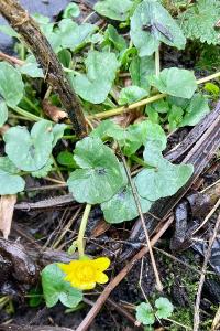 <i>Ficaria verna</i>