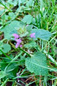 <i>Lamium purpureum</i>