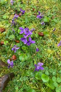 <i>Viola odorata</i>
