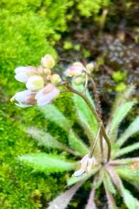 <i>Draba verna</i>