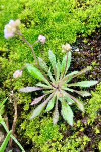 <i>Draba verna</i>