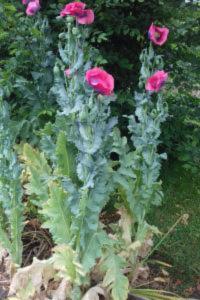 <i>Papaver somniferum</i>