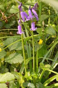 <i>Hyacinthoides non-scripta</i>