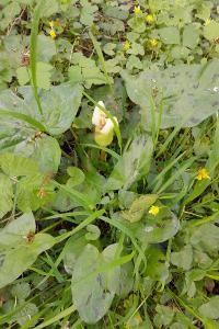 <i>Arum maculatum</i>