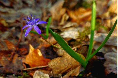 <i>Scilla bifolia</i>