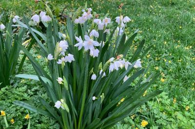 <i>Leucojum aestivum</i>