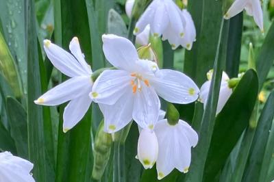 <i>Leucojum aestivum</i>
