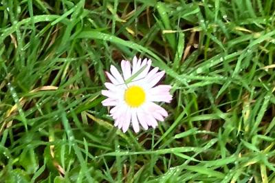 <i>Bellis perennis</i>