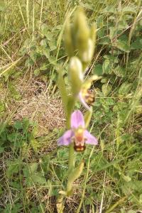 <i>Ophrys apifera</i>