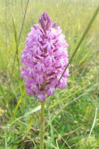 <i>Anacamptis pyramidalis</i>