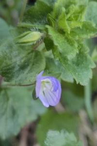 <i>Veronica persica</i>