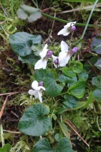 <i>Viola odorata</i>