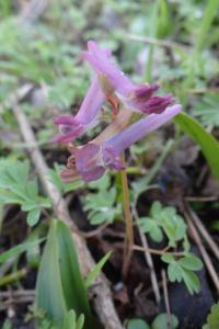 <i>Corydalis solida</i>