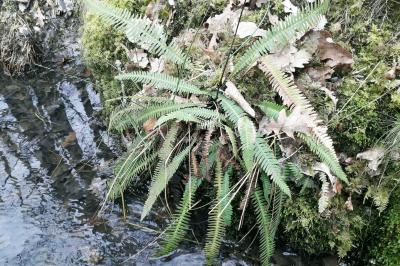 <i>Struthiopteris spicant</i>