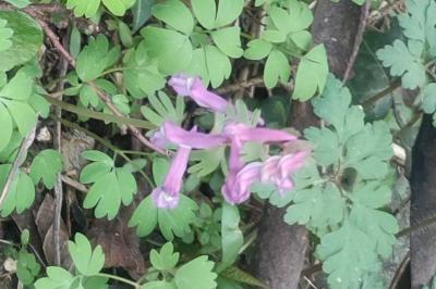 <i>Corydalis solida</i>