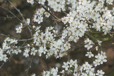 <i>Prunus spinosa</i>