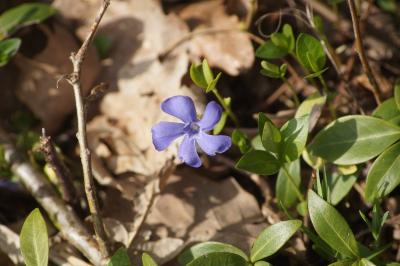 <i>Vinca minor</i>