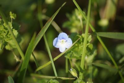 <i>Veronica persica</i>