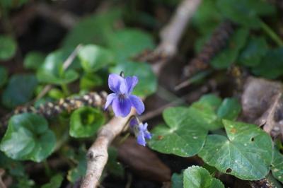 <i>Viola reichenbachiana</i>