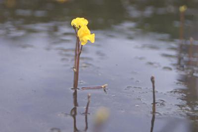 <i>Utricularia</i>