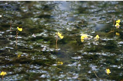 <i>Utricularia</i>