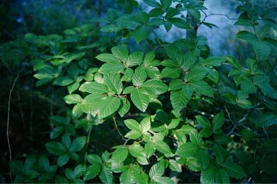 <i>Fagus sylvatica</i>
