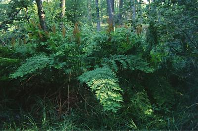 <i>Osmunda regalis</i>