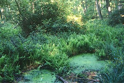 <i>Thelypteris palustris</i>