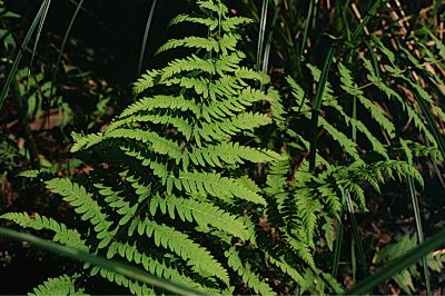 <i>Thelypteris palustris</i>