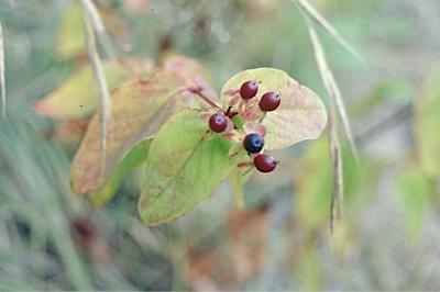 <i>Hypericum androsaemum</i>