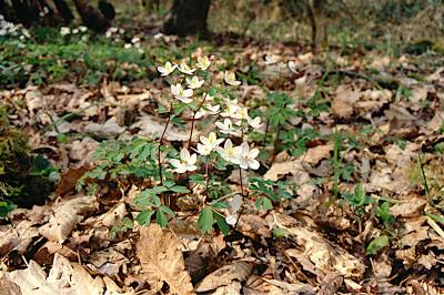<i>Isopyrum thalictroides</i>
