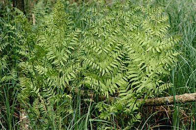<i>Osmunda regalis</i>
