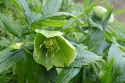 <i>Helleborus viridis</i>