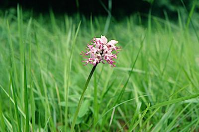 <i>Orchis simia</i>