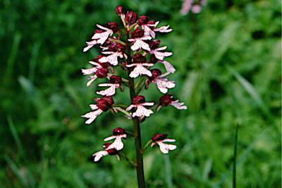 <i>Orchis purpurea</i>