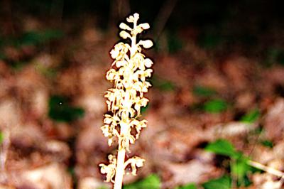 <i>Neottia nidus-avis</i>