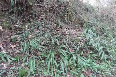 <i>Asplenium scolopendrium</i>