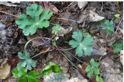 <i>Sanicula europaea</i>
