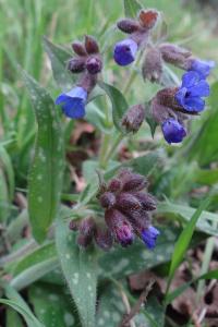 <i>Pulmonaria longifolia</i>