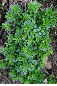 <i>Sedum cepaea</i>
