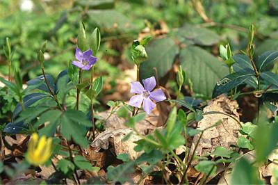 <i>Vinca minor</i>