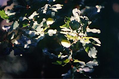 <i>Quercus robur</i>