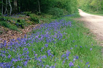 <i>Hyacinthoides non-scripta</i>